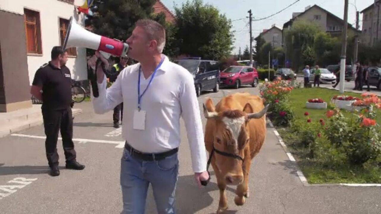 o persoana care vorbeste la megafon si o vaca in spate