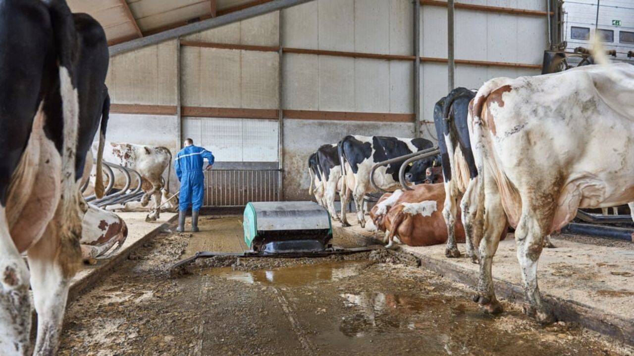 un robot de curatare in interiorul unei ferme de vaci