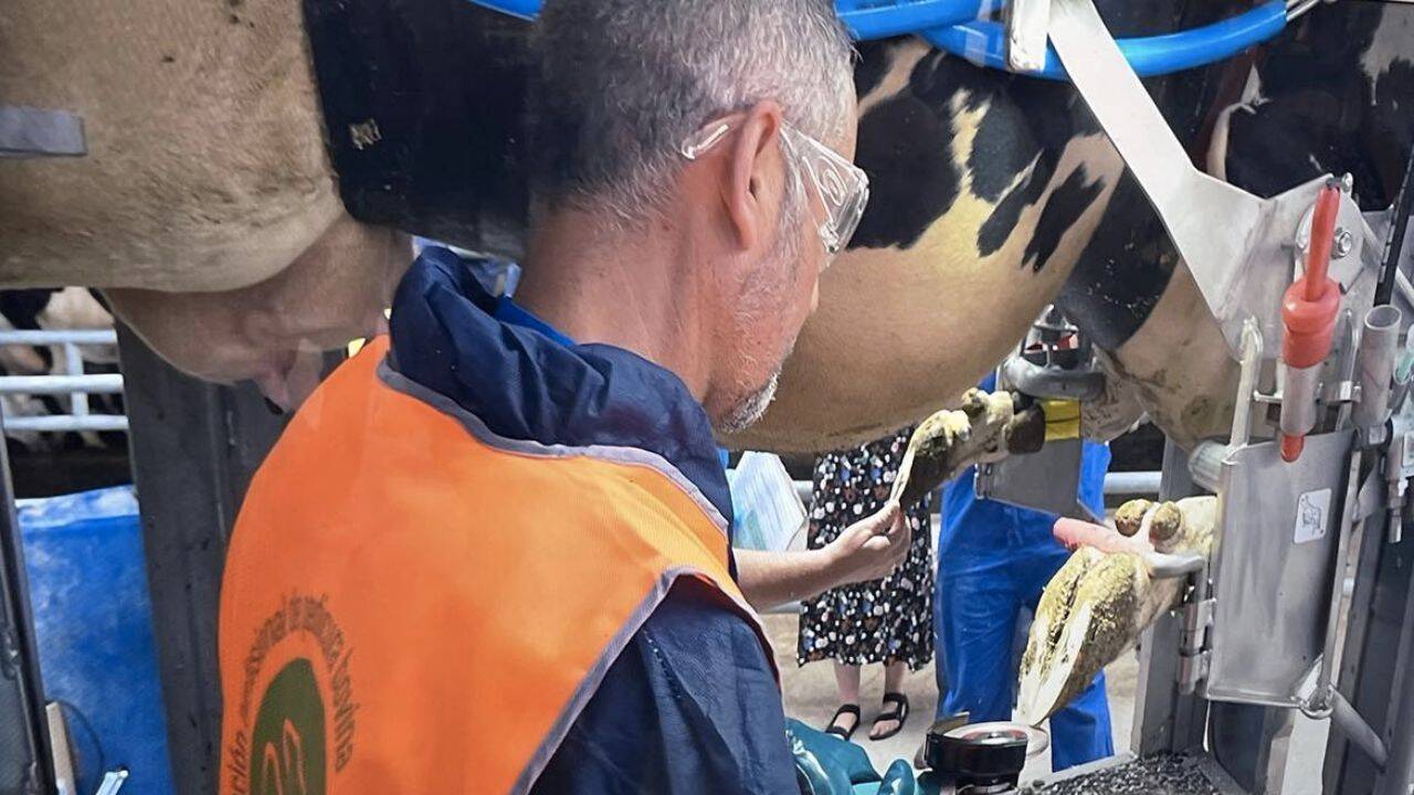 un podotehnist care curata onglonul unei vaci