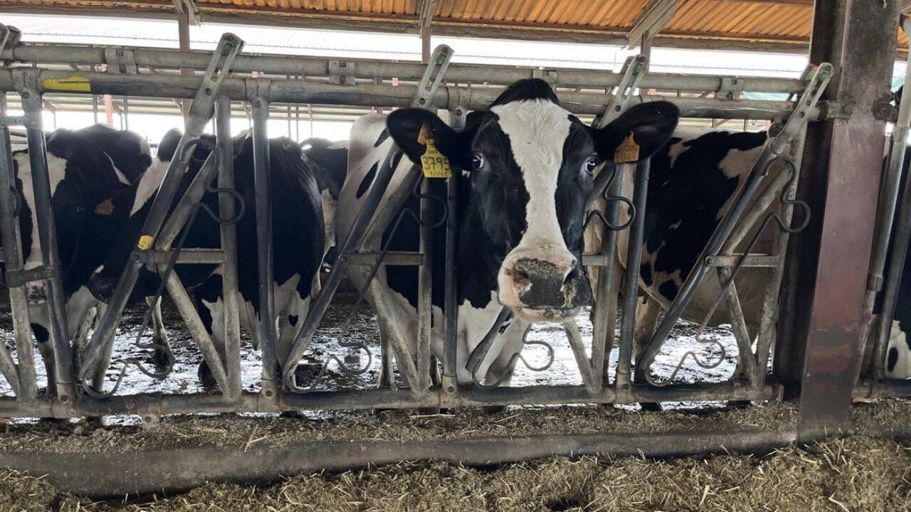 vaci din rasa Holstein