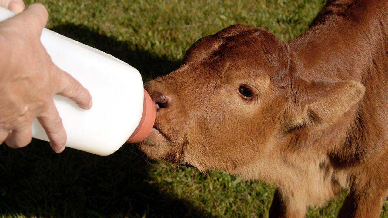 un vitel care consuma lapte din biberon