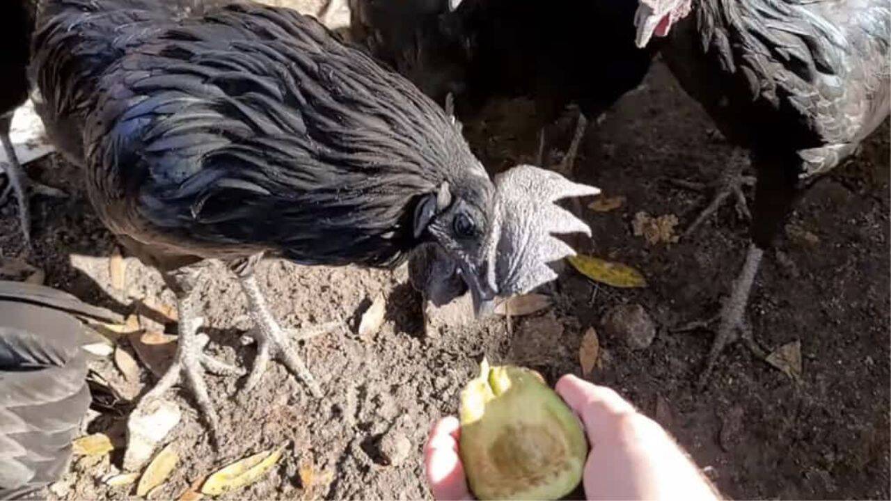 un cocos care mananca avocado