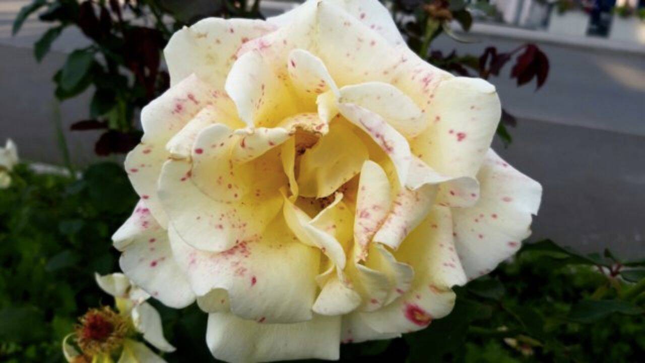 trandafir alb cu pete
