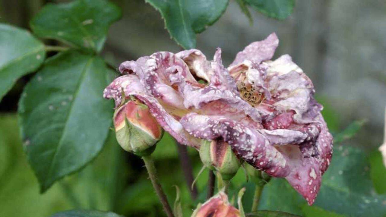 trandafir cu pete cauzate de atacul tripsului