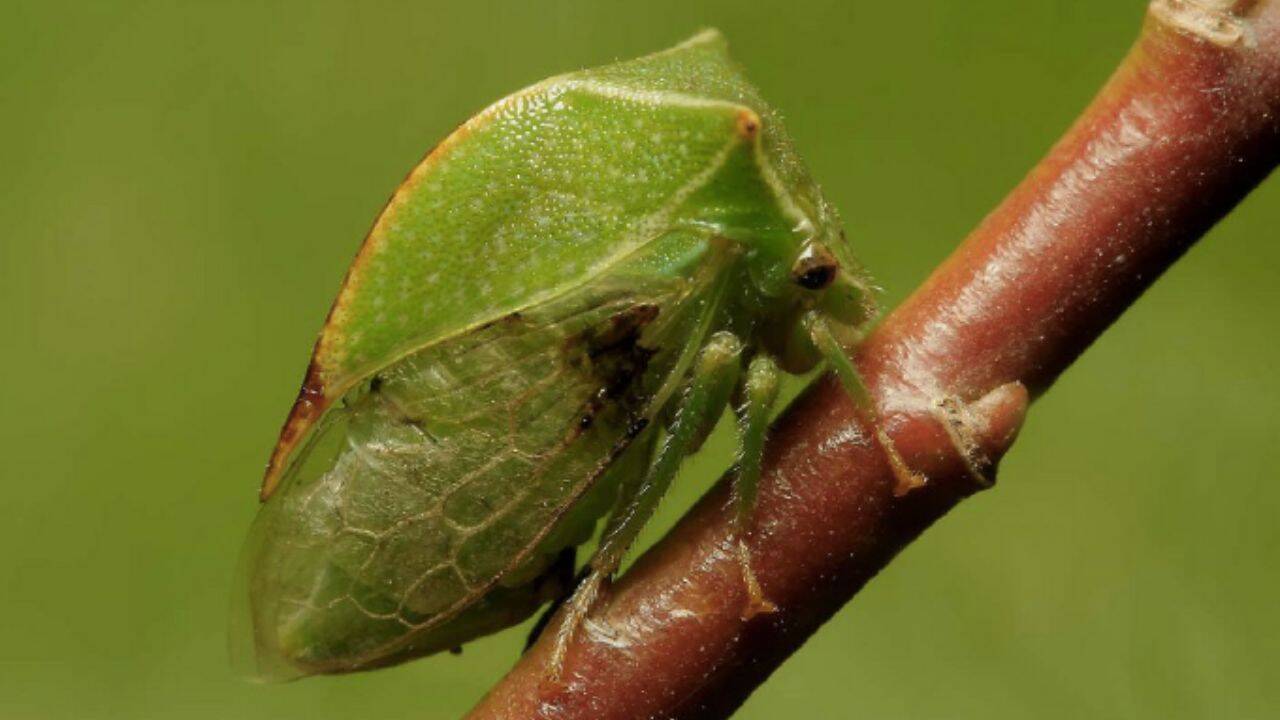 cicada gheboasa