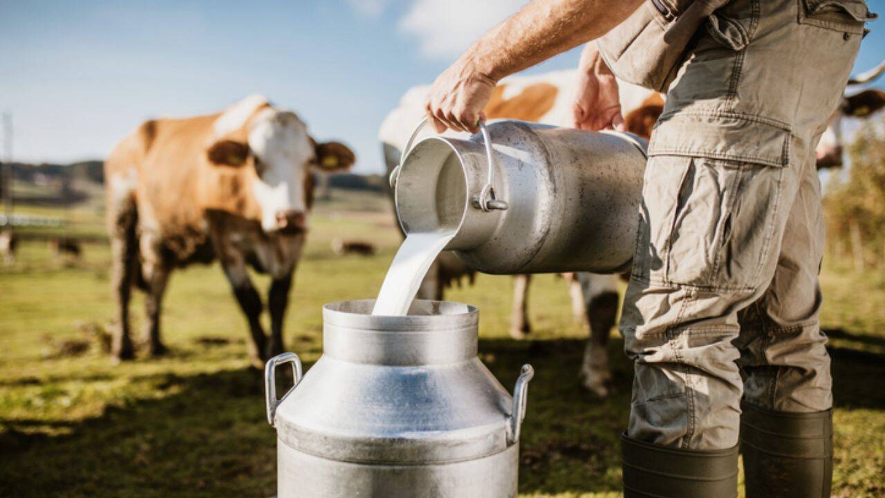 o persoana care toarna lapte intr-un container si o vaca pe fundal