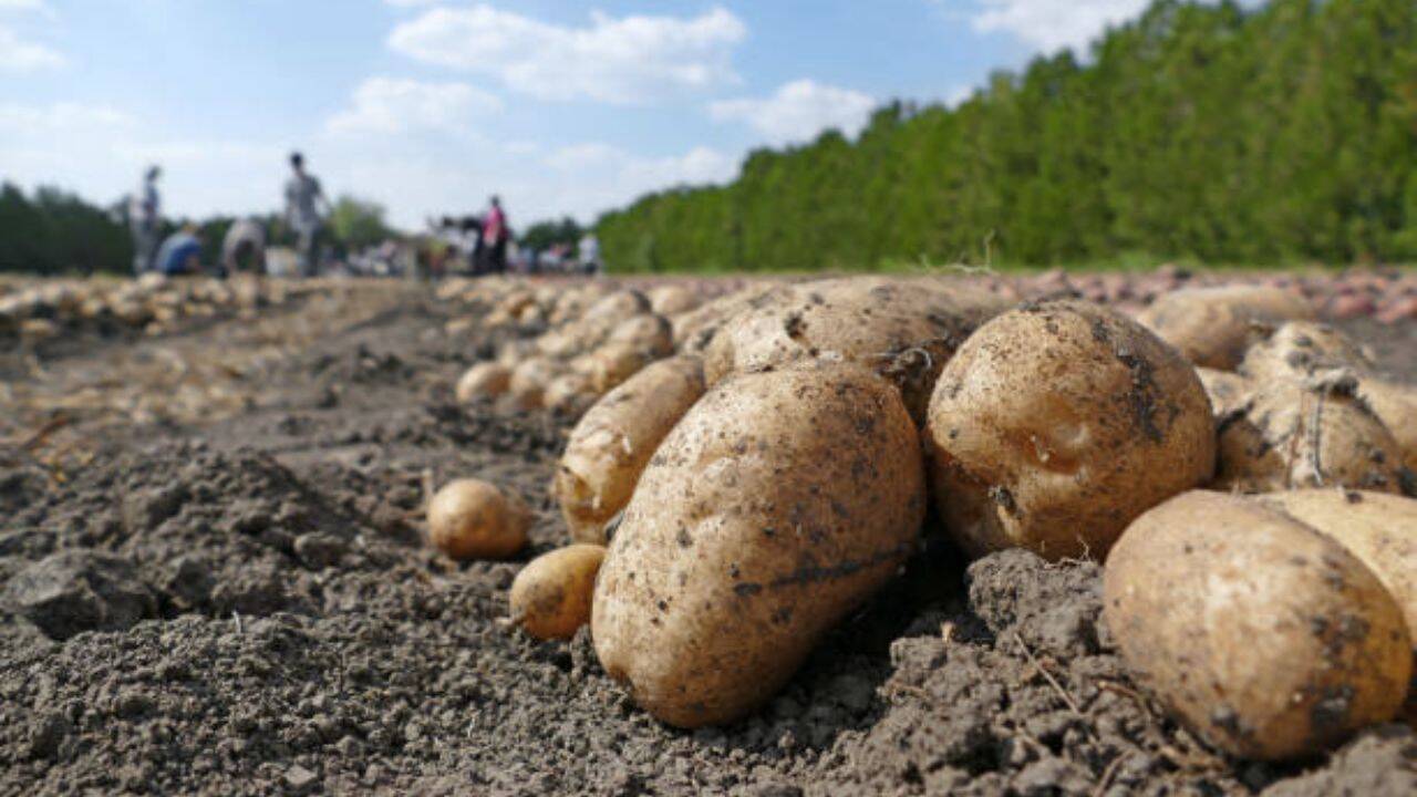 cartofi pe camp