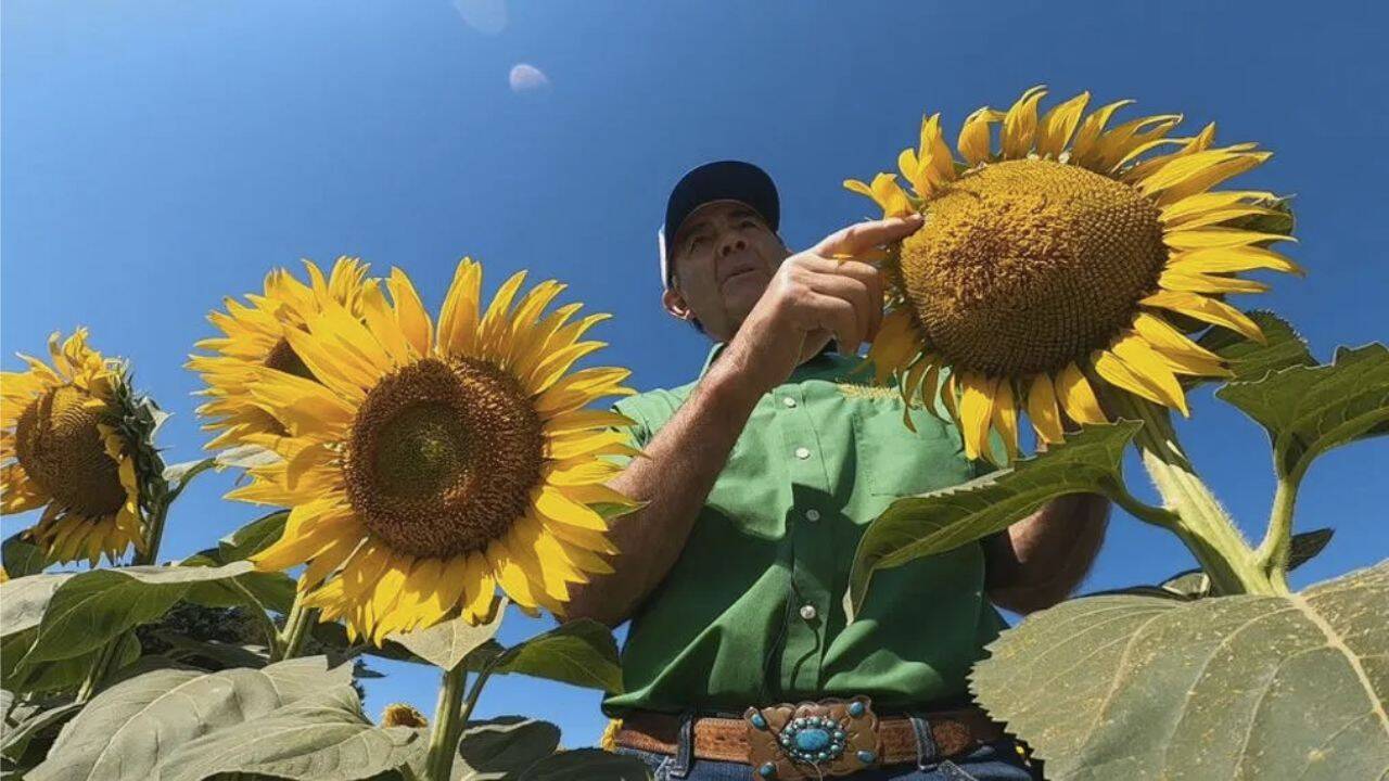 o persoana si floarea soarelui