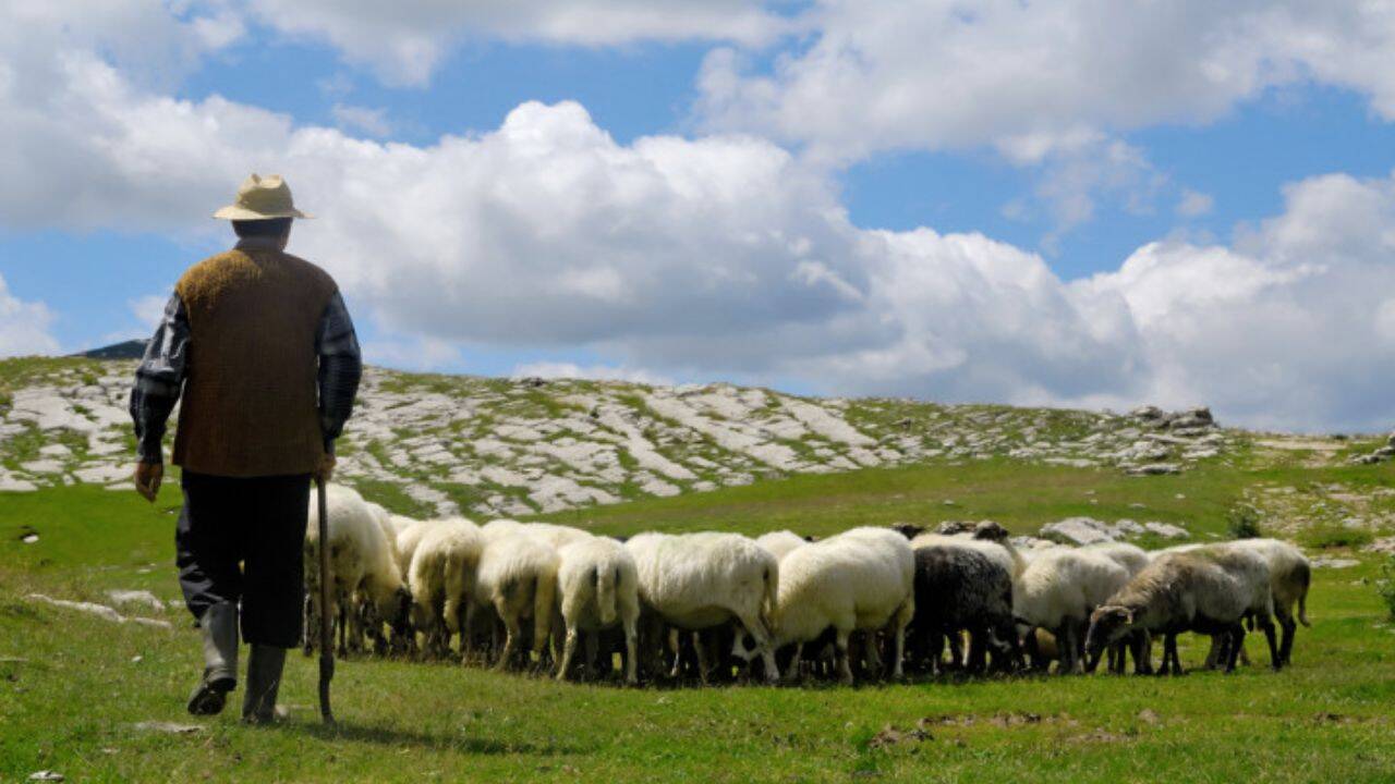 un cioban cu oile