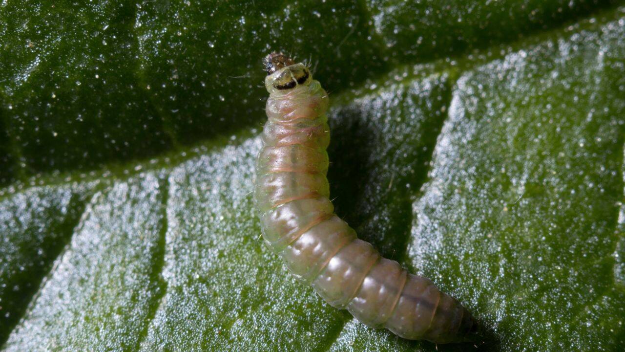 larva/omida de tuta absoluta