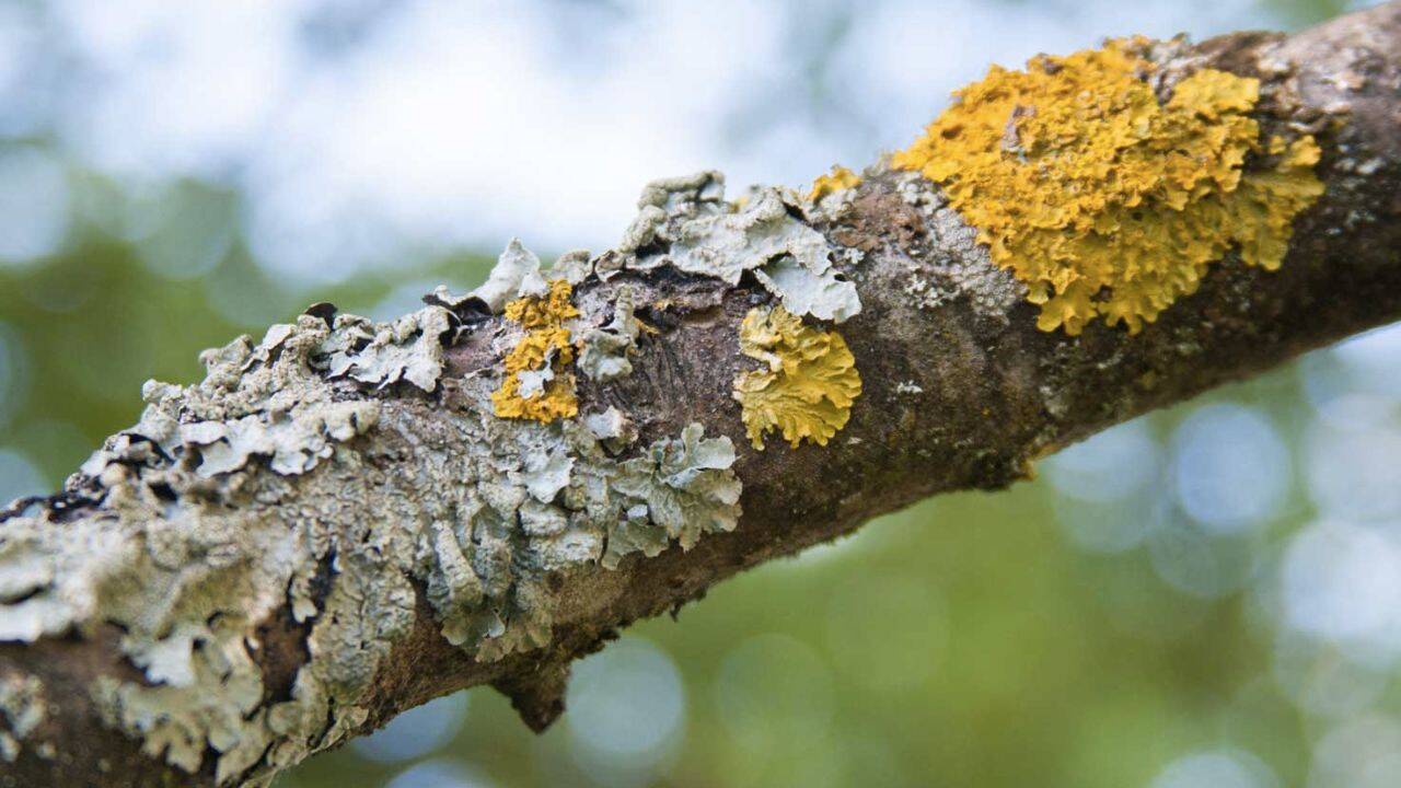 un pom cu licheni