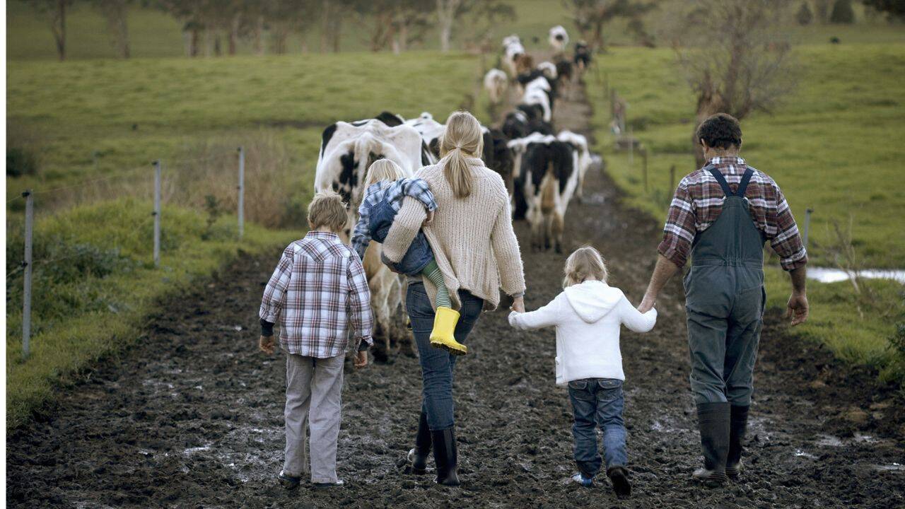 o familie care merge in urma unei turme de vaci