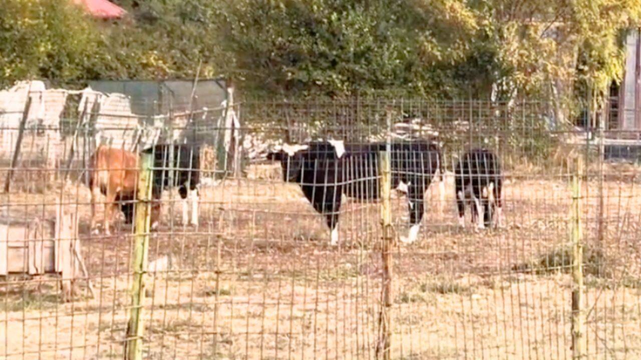mai multe vaci pascand dupa un gard