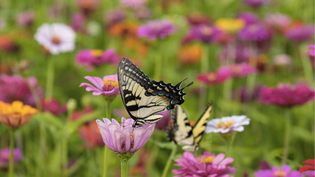 un fluture pe un camp cu flori