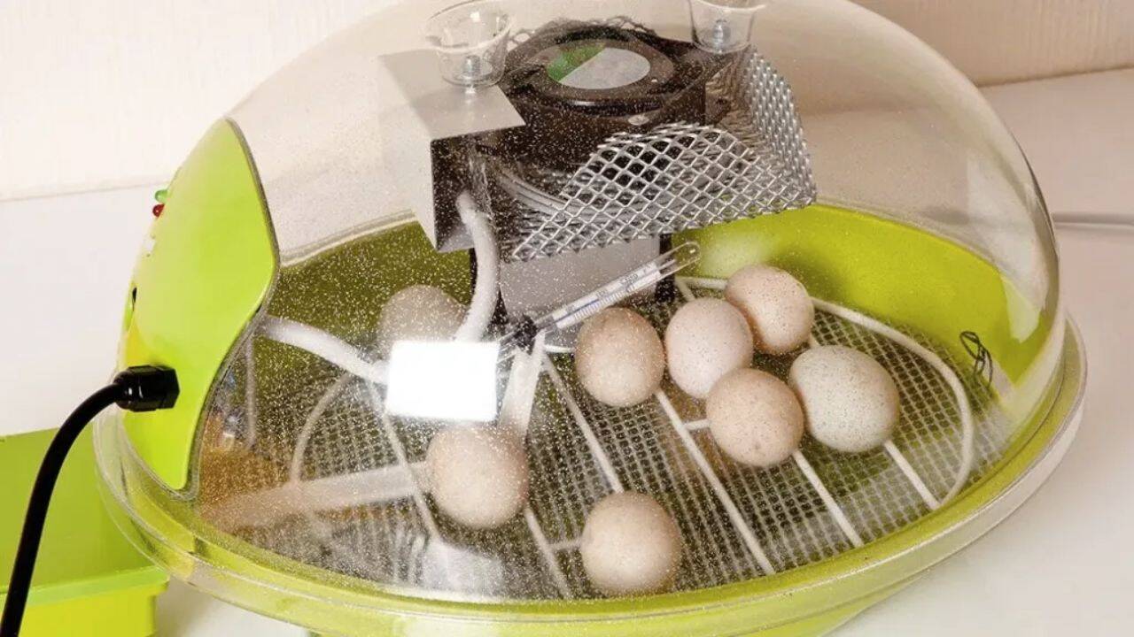 incubator cu oua