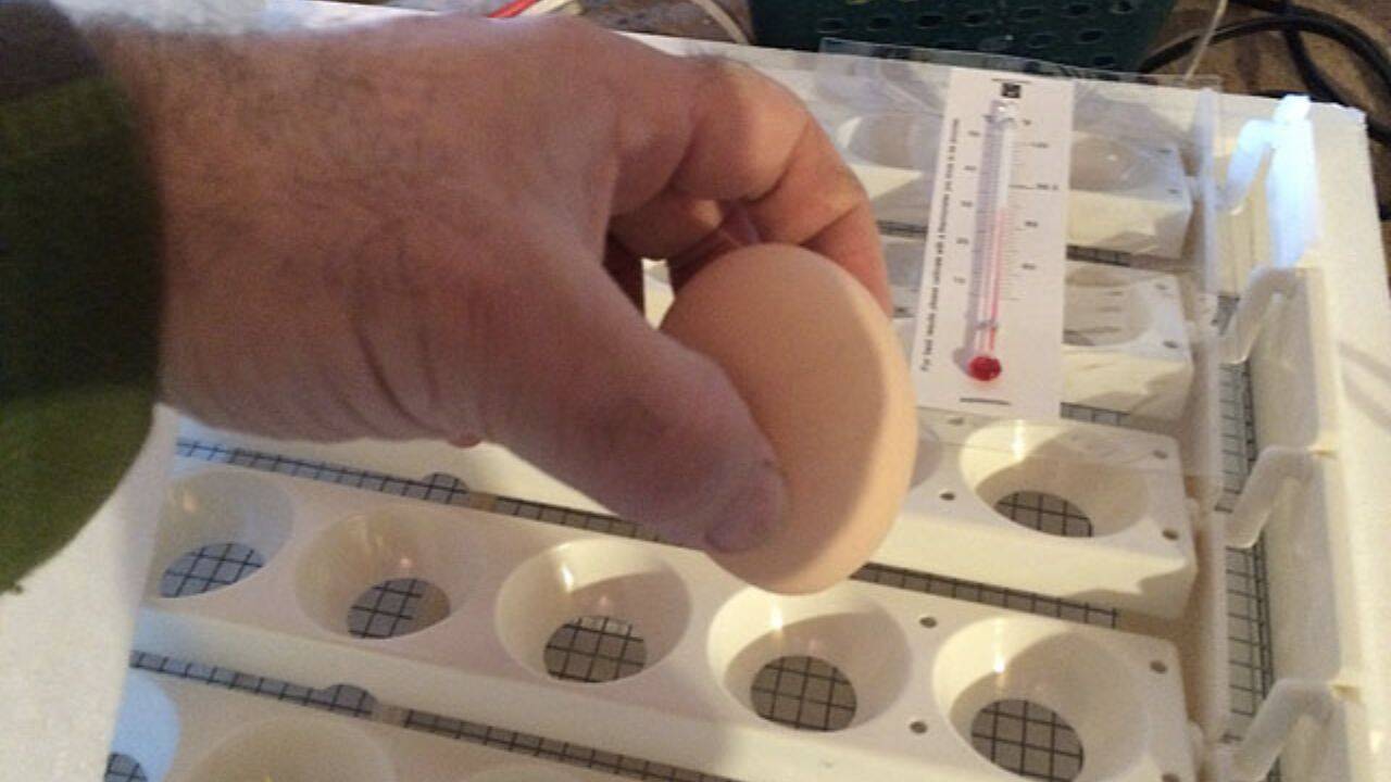 o persoana care pune un ou in incubator