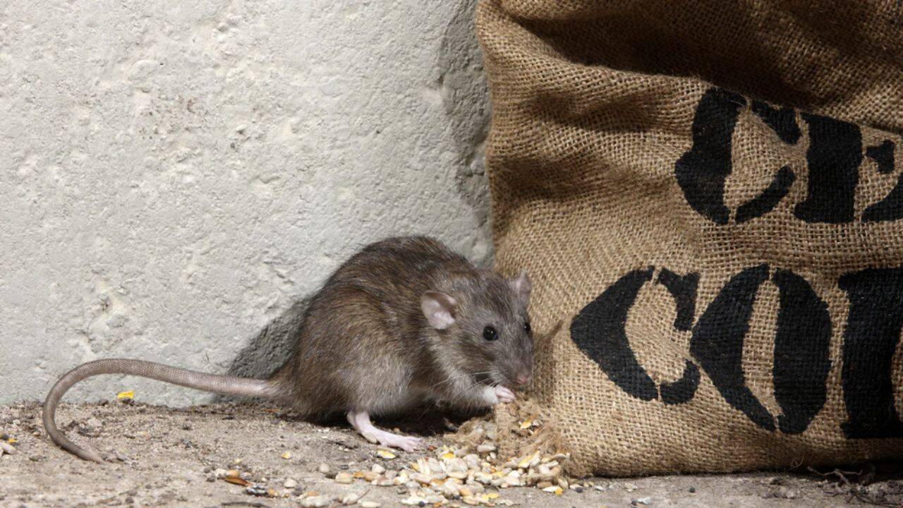 un soarece care mananca langa un sac