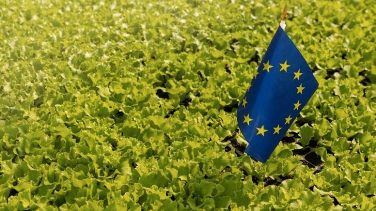 un steag UE in salata