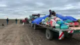 semanat hibrizi ziua  porumbului