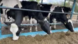 vaca-de-lapte-prioritate-zootehnie-expozitie-vaci