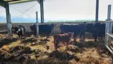 vaci-angus-porumbacu-de-jos