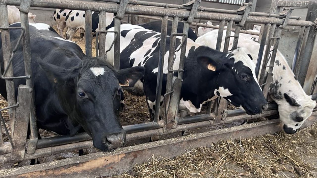 ferme-du-ponceau-albastru-belgian