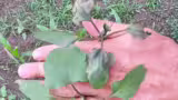 buruiana-arsa