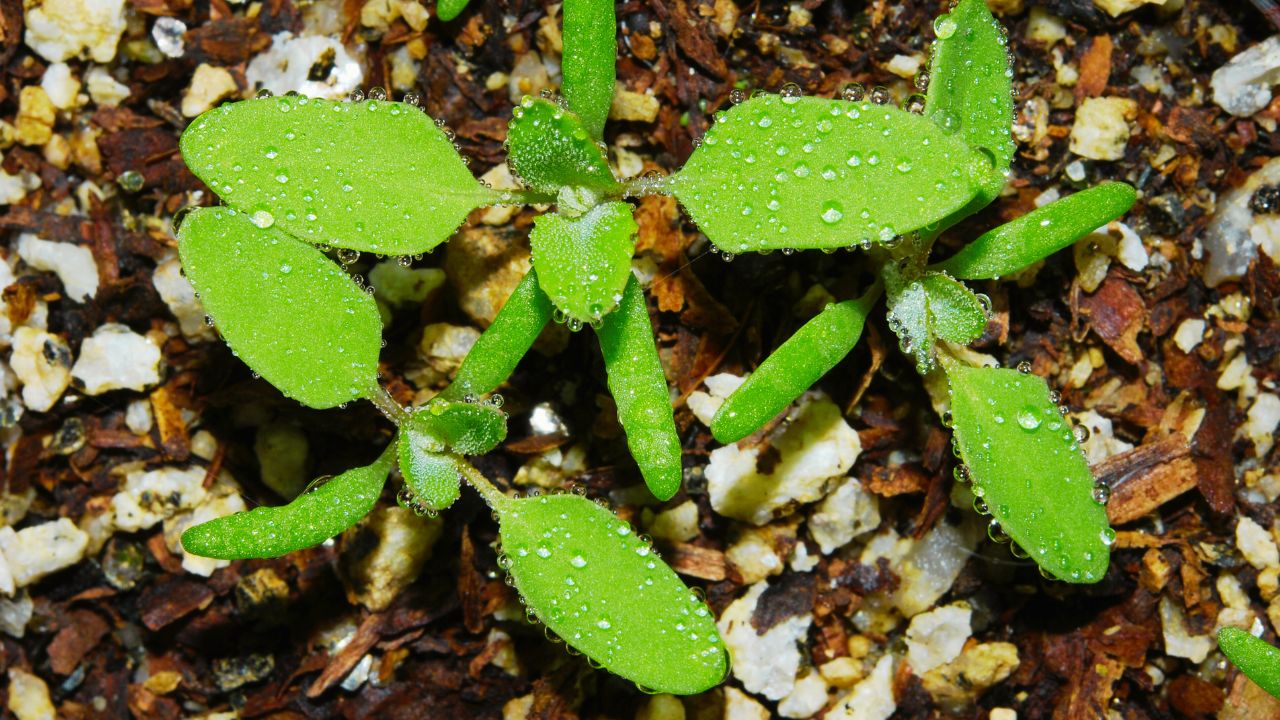 Chenopodium album