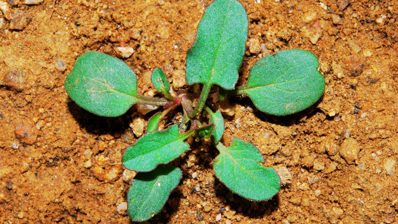 Convulvulus arvensis