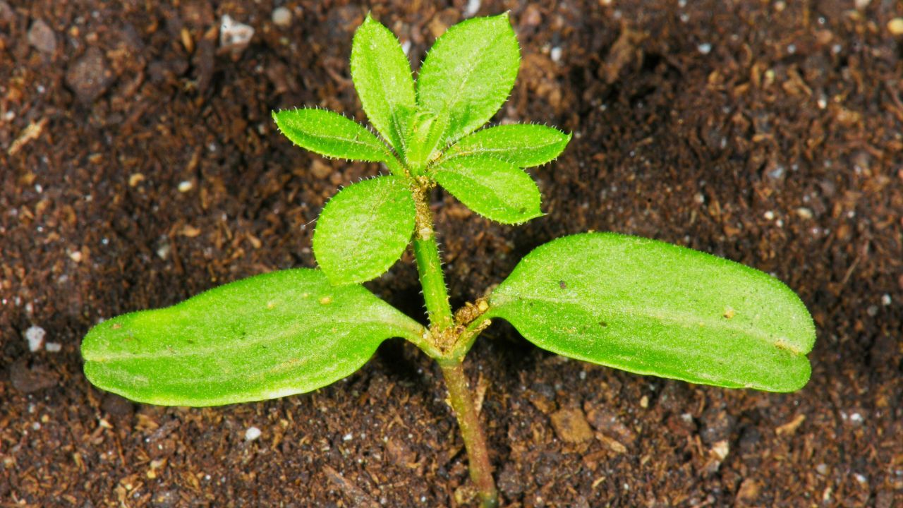 FMC Galium aparine