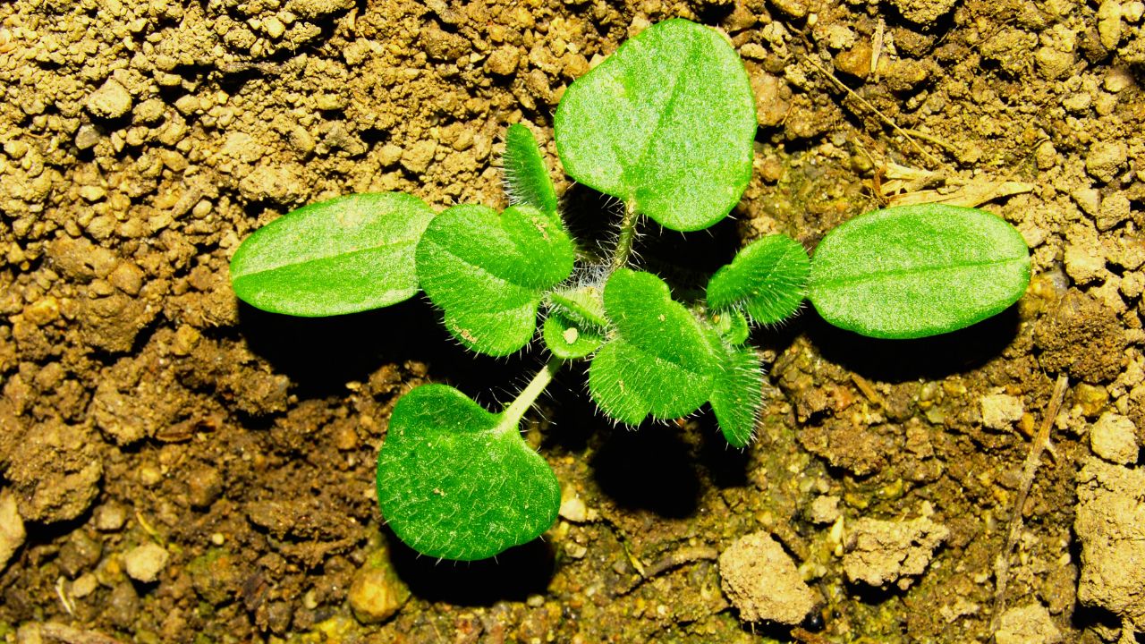 Veronica hederifolia