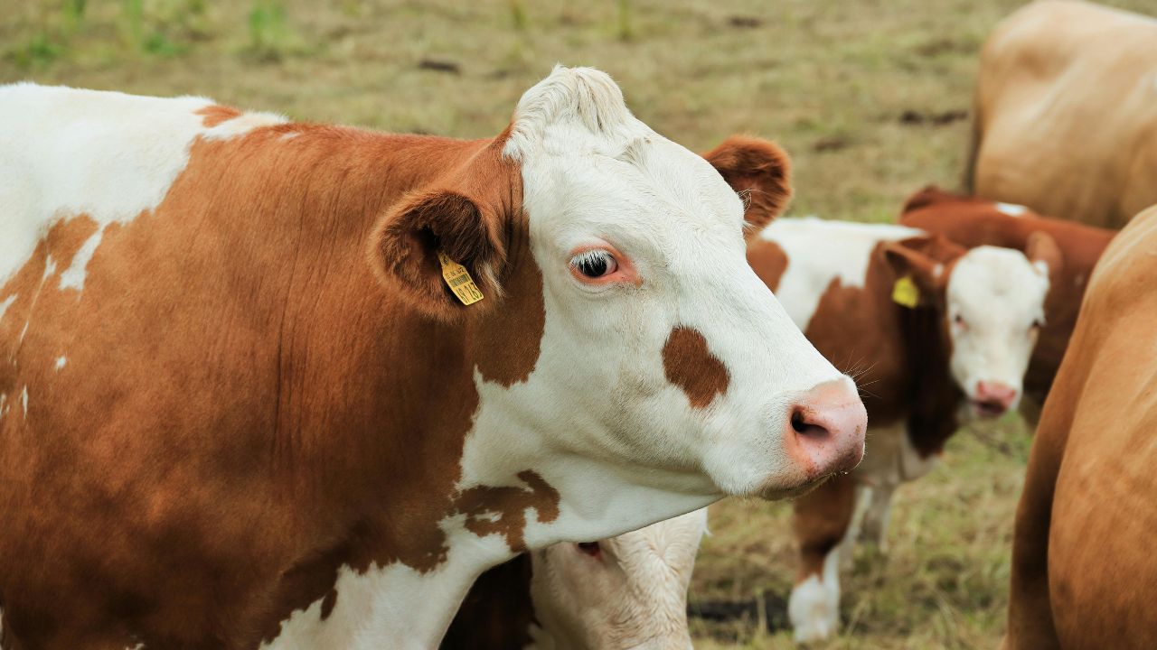 Leucoza la vaci: semne ale bolii, transmitere și prevenire