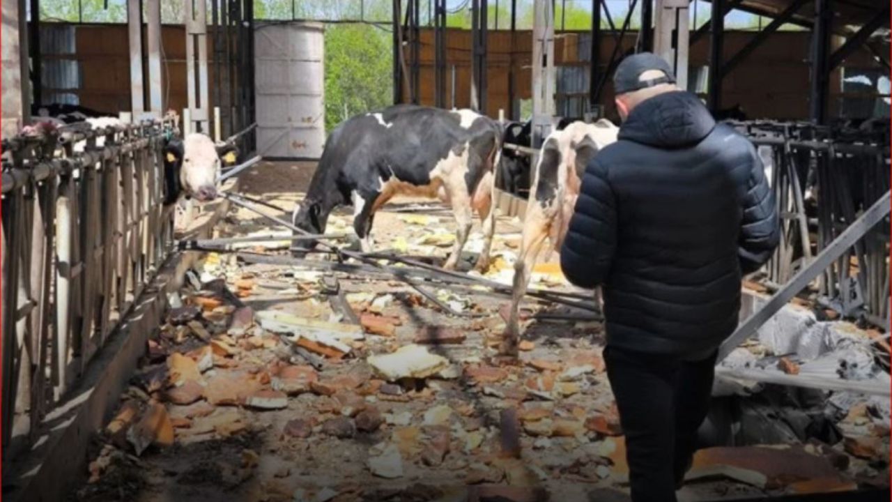 100 de vaci au fost ucise într-un atac cu drone asupra unei ferme din Ucraina