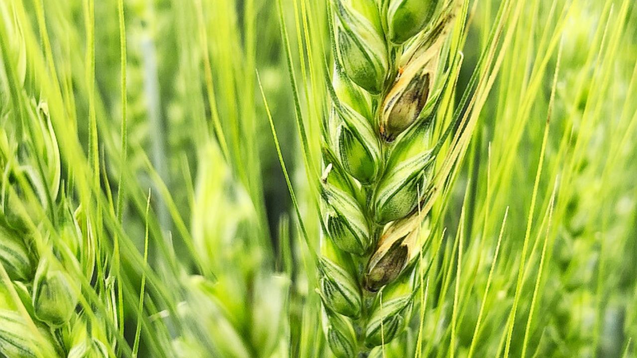Fusarium