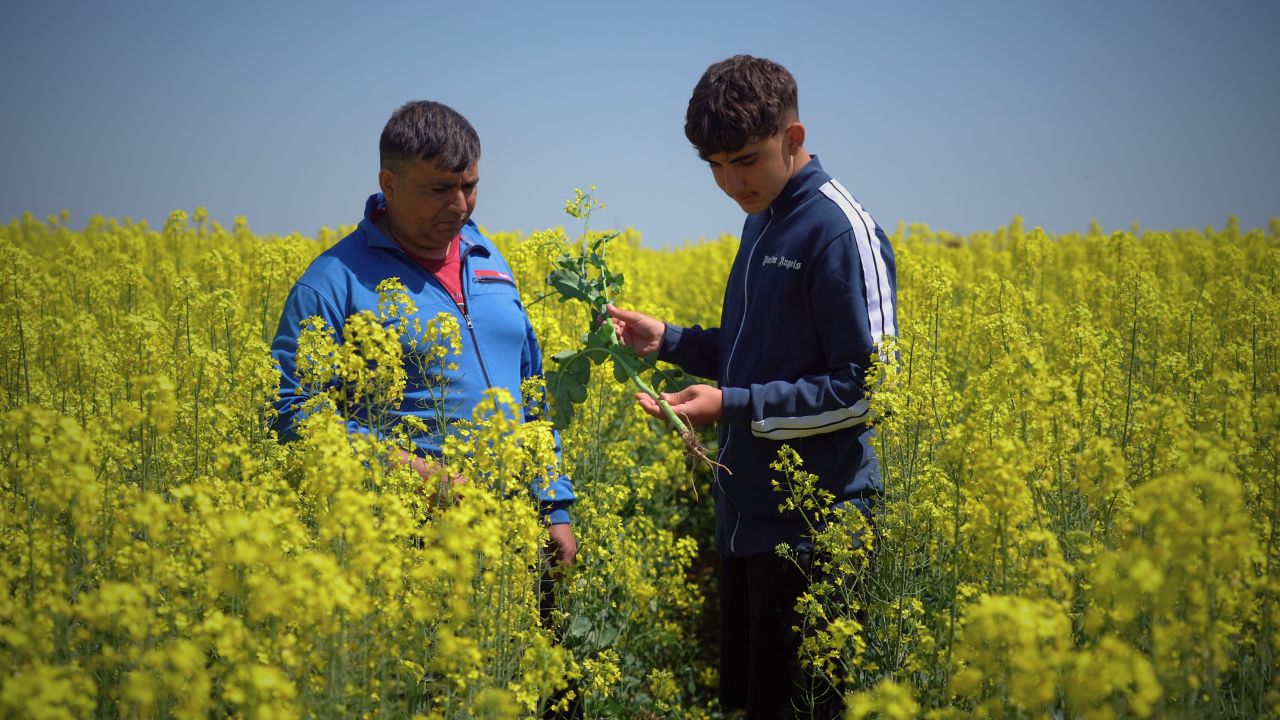 O familie de fermieri din Teleorman mai are de aplicat un singur produs la rapiță pentru o mai bună polenizare și fertilizare a florilor