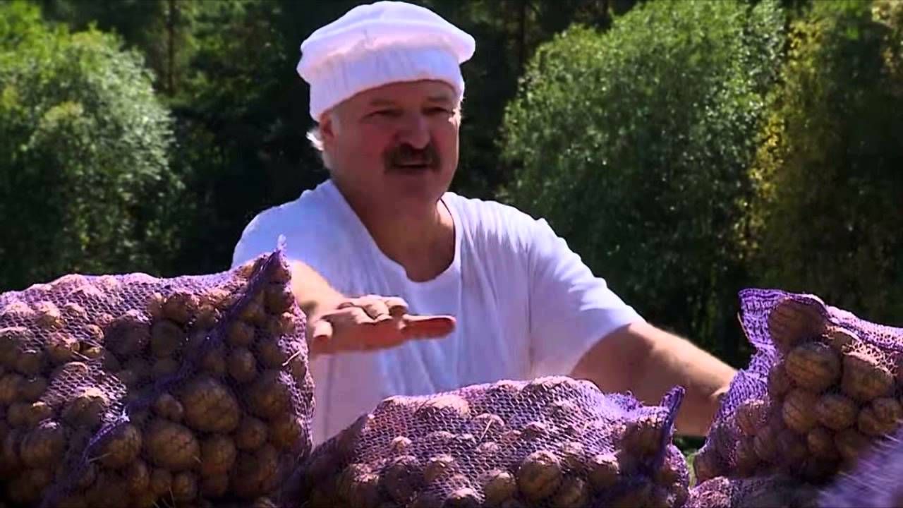 Rusia a rămas fără cartofi. Prețurile au explodat. Ajutorul vine din Belarus