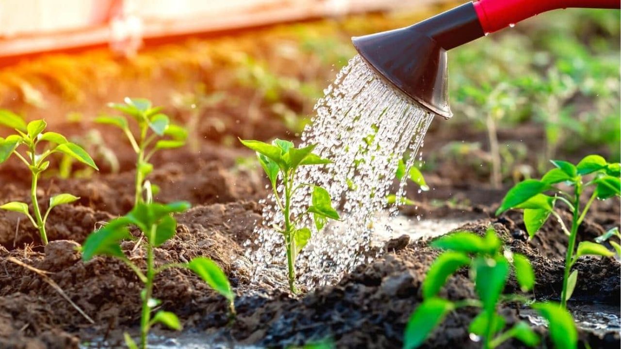 Prima fertilizare la ardei. Rețetă de îngrășământ care dublează recolta