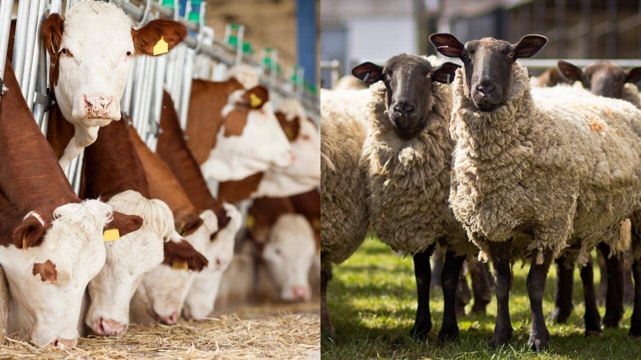 Ajutor de la ANZ pentru subvențiile pe cap de animal