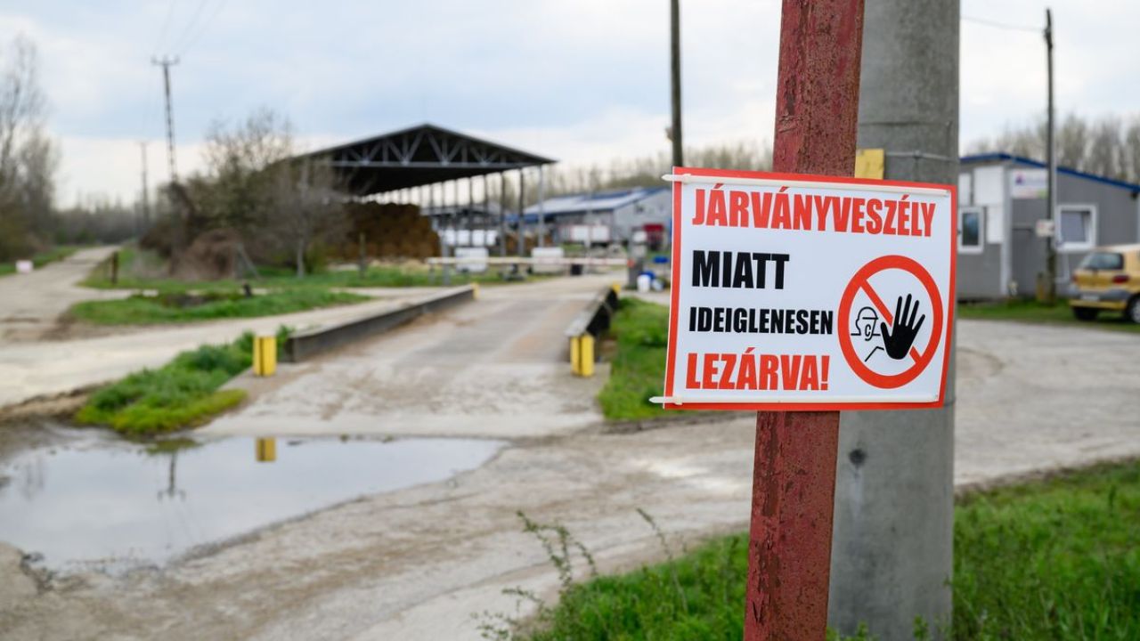 Autoritățile din Ungaria au relaxat restricțiile împotriva febrei aftoase