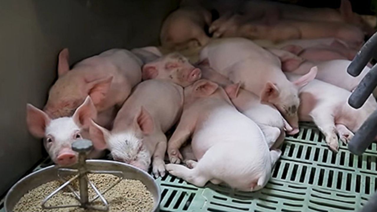 Belarus începe construcția unor mega-ferme de porci și vrea să ducă producția națională la 500.000 de tone