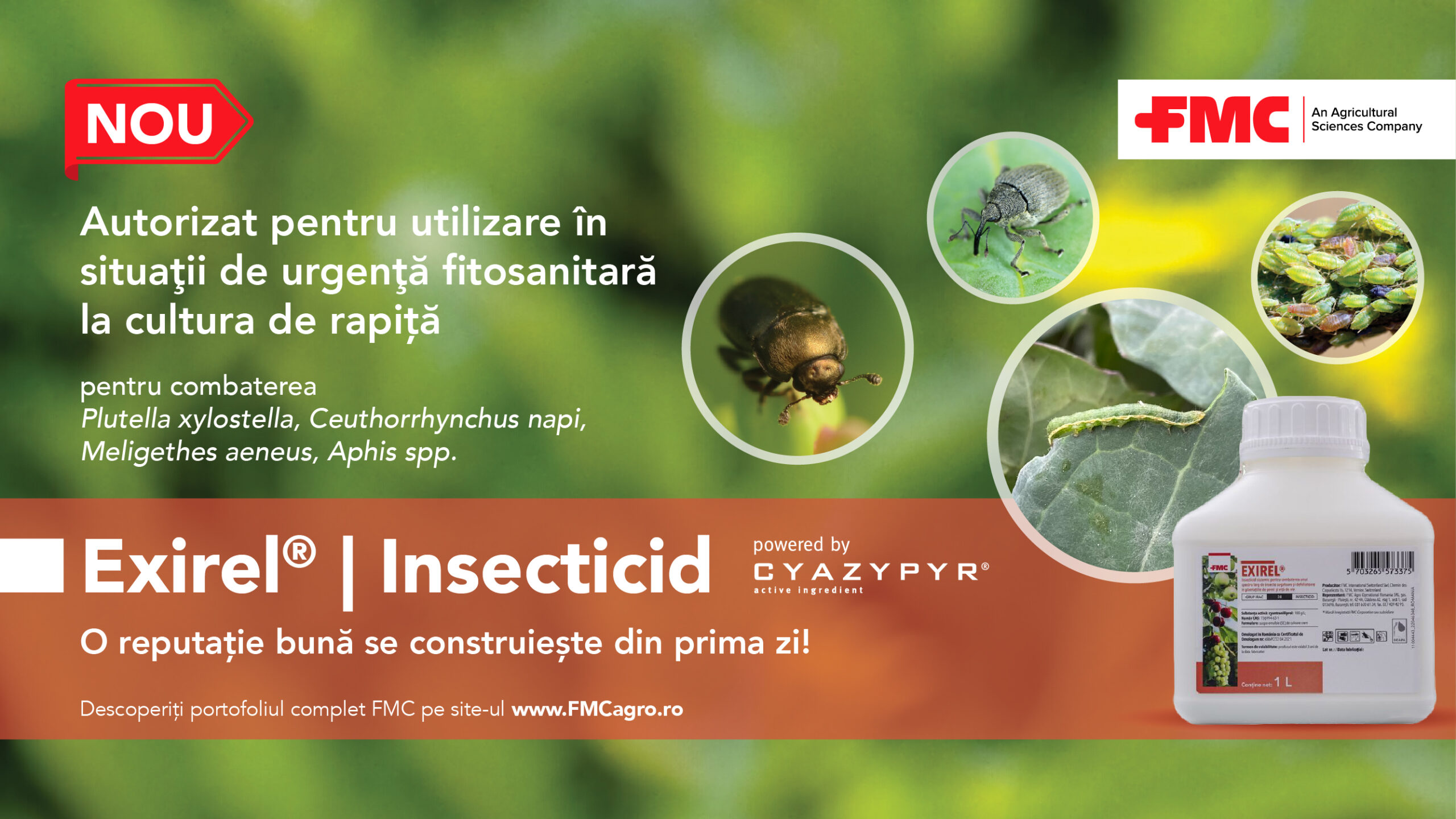 Exirel® – Soluția de top de la FMC pentru protecția rapiței, autorizat pentru utilizare în situații de urgență fitosanitară la cultura de rapiță