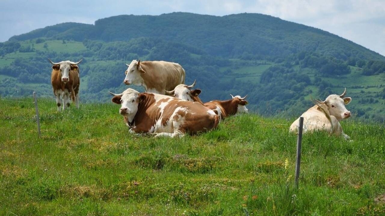 AFM a publicat lista fermierilor cu cereri aprobate pentru garduri electrice gratuite
