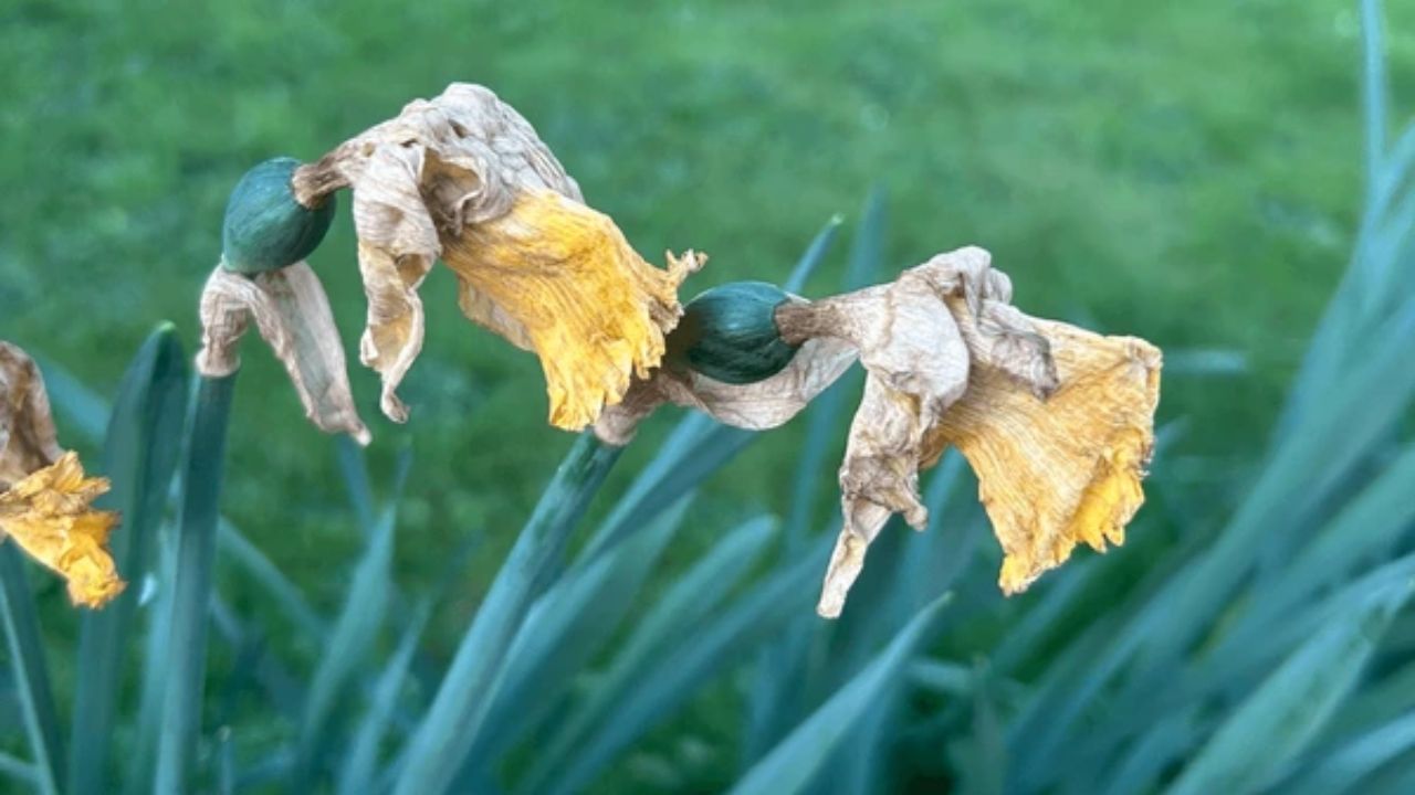 Îngrijirea narciselor după ofilirea florilor. Lucrări de tăiere, replantare, înmulțire