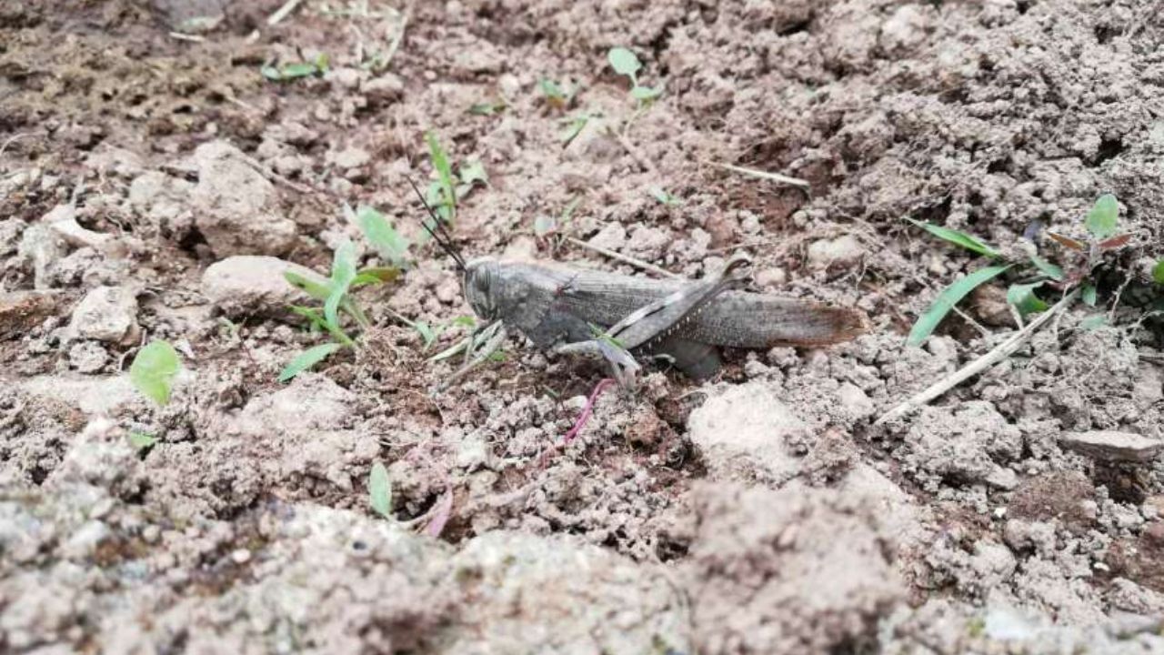 Invazie de lăcuste marocane în Bulgaria. Cât de aproape e pericolul de România