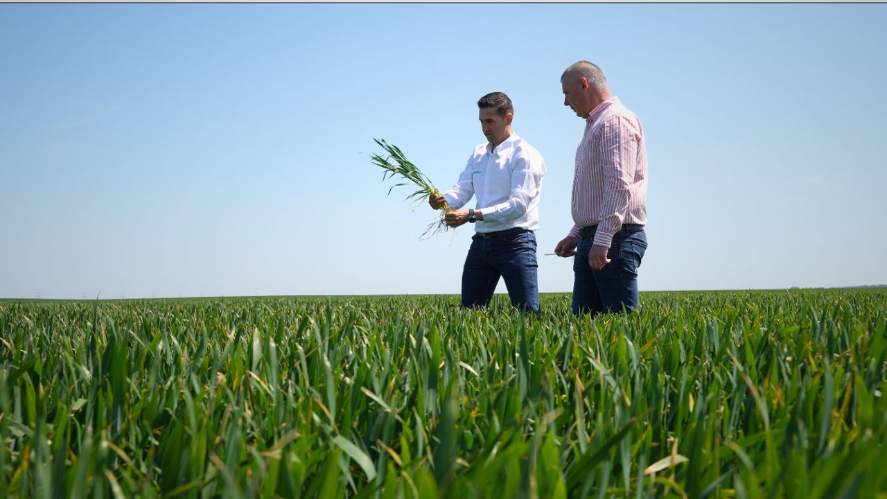 Grâul din Smirna crește frumos spre o recoltă bogată datorită regulatorului de creștere Ephon Top, de la Nufarm