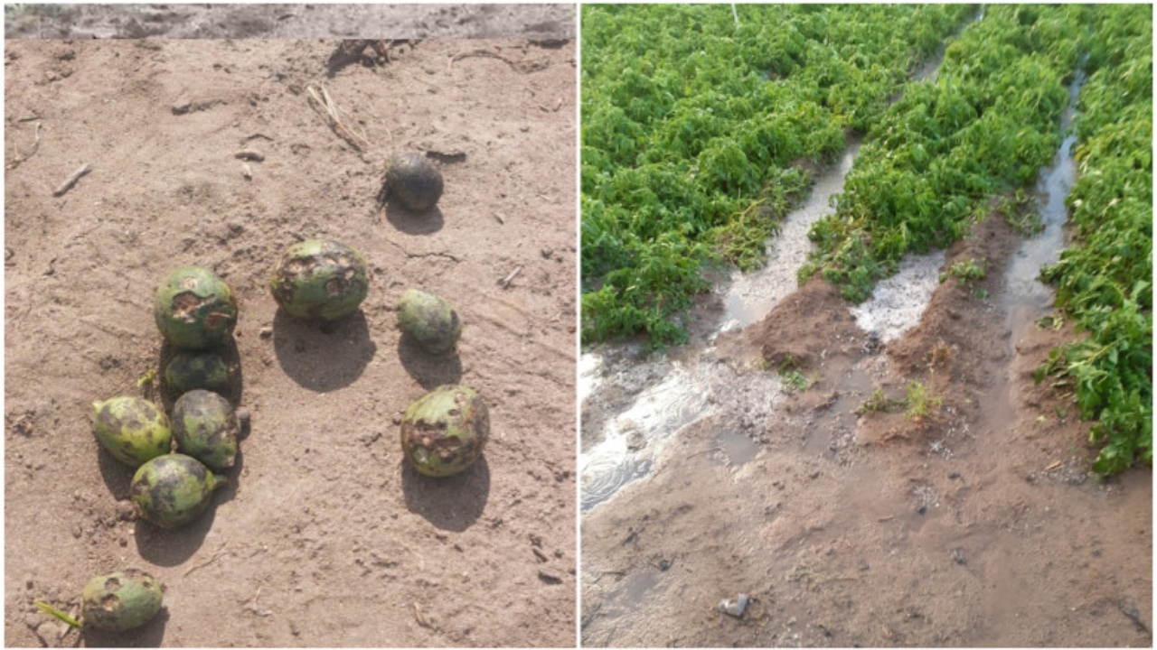 Grindina a lovit puternic în pepenii de Dăbuleni. Cultivator: ”Vom ieși mai târziu pe piață, în iulie”