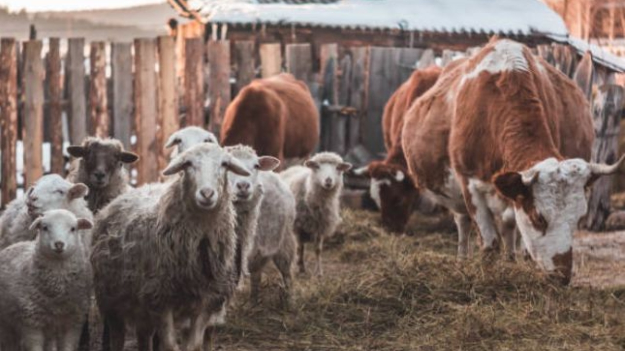 Subvenții APIA 2025. Data până la care fermierii sunt obligați să țină animalele declarate în fermă