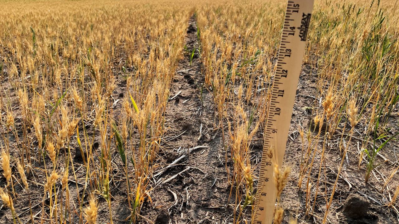 Raport financiar UE: Fermierii – pierderi de 28 miliarde de euro din cauza schimbărilor climatice