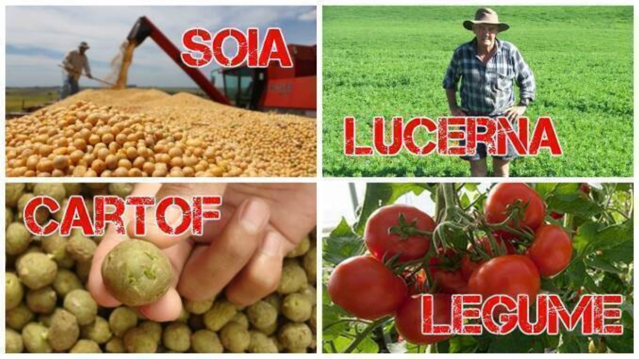 APIA va plăti în maxim o săptămână Sprijinul Cuplat Vegetal. Anunț direct de la MADR