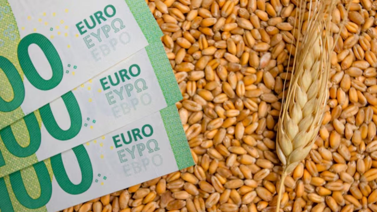 Bursa cerealelor în mai 2025. Prețuri mici la noua recoltă de grâu, porumb și rapiță din Europa
